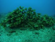 ダイビングポイント タイヤ漁礁