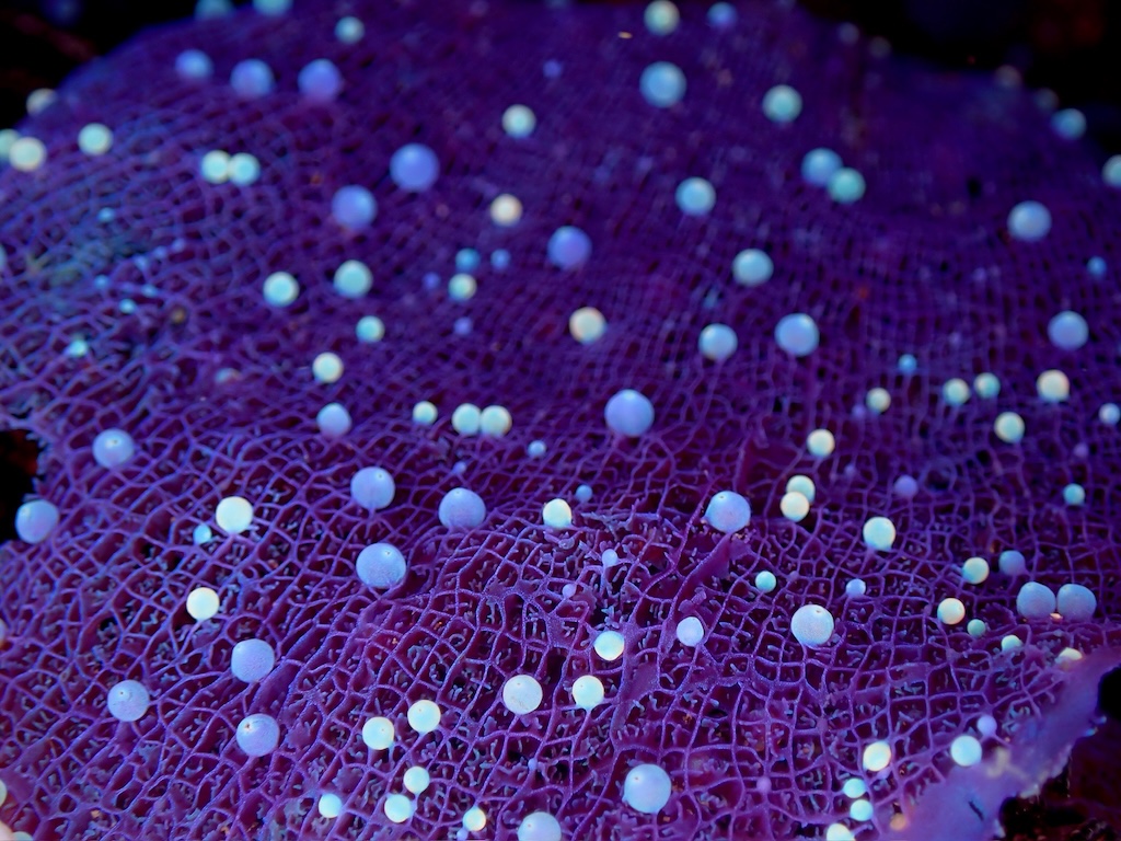 千葉県・房総半島・館山＜坂田の海＞