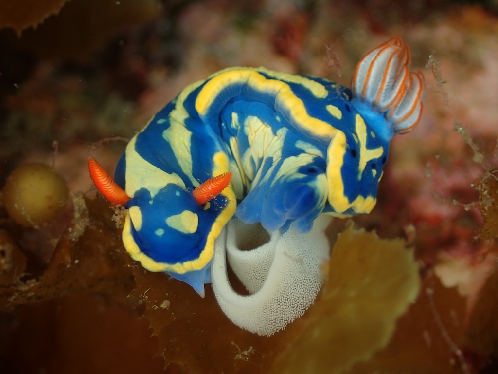 ファンダイビング