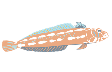 ファンダイビング