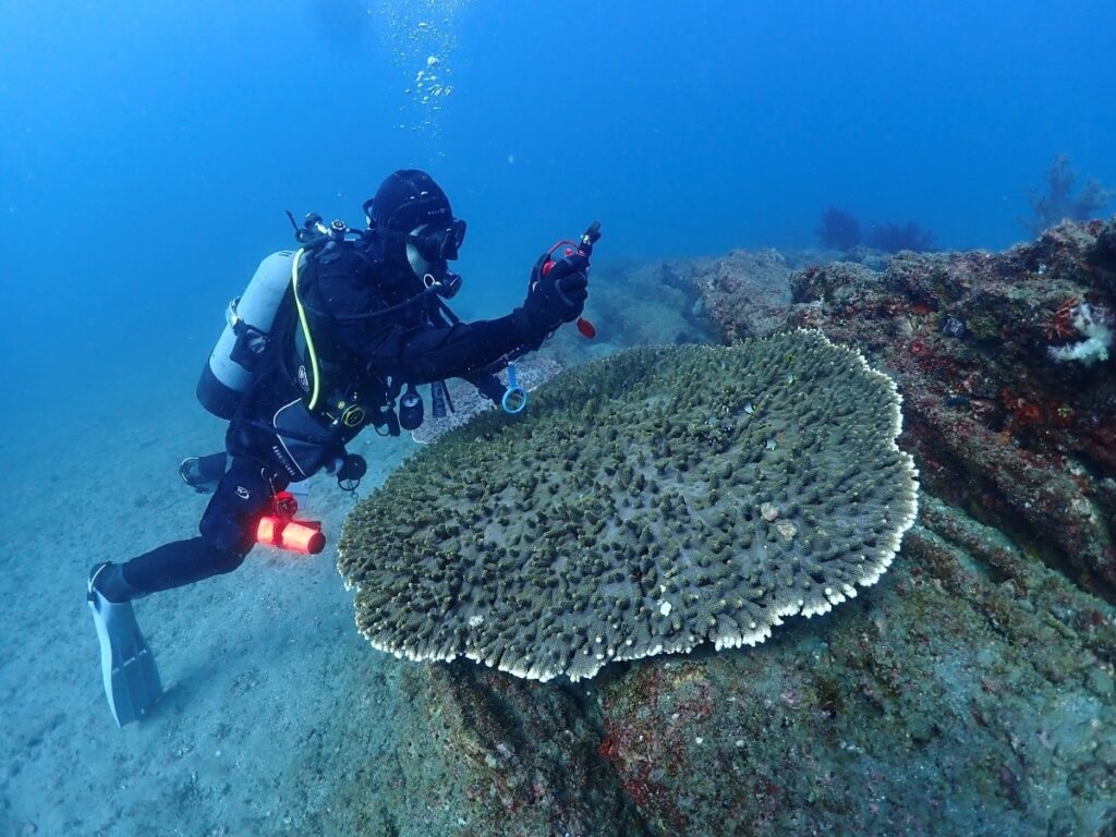 館山・坂田：ポイント【松根】