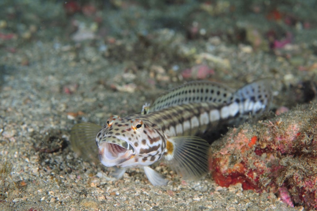 ご予約・お問合せフォーム